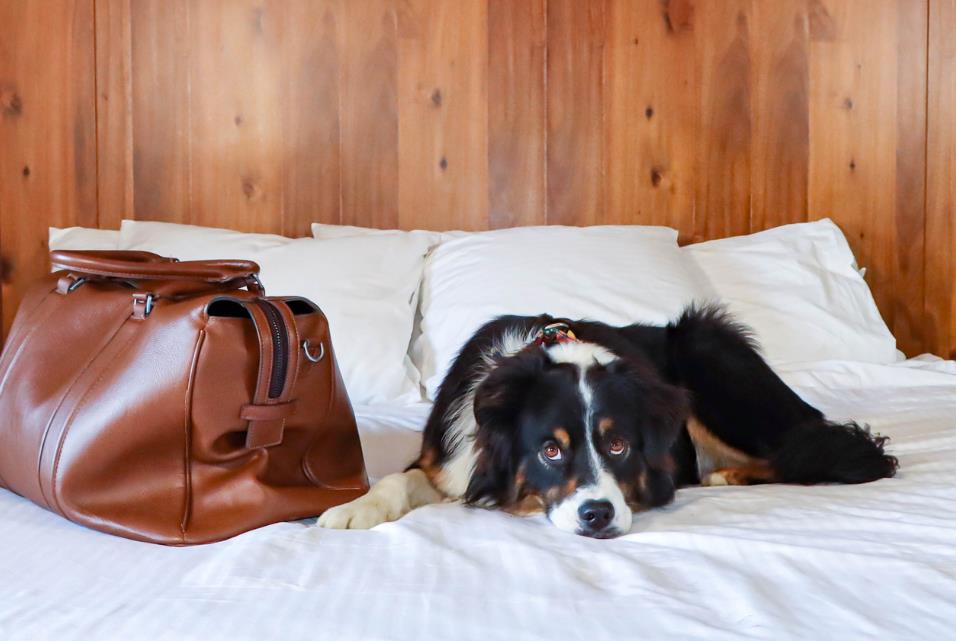 canmore rocky mountain inn pet friendly accommodations